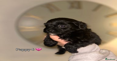 Shihpoo dogs - Advert 4