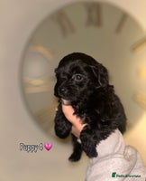 Shihpoo dogs - Advert 1