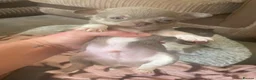 Chihuahua dogs for sale: Stunning Chihuahua Puppies READY NOW - Advert 7