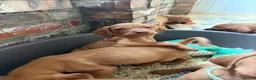 Hungarian Vizsla dogs for sale: Smooth haired Hungarian vizsla puppies  - Advert 8