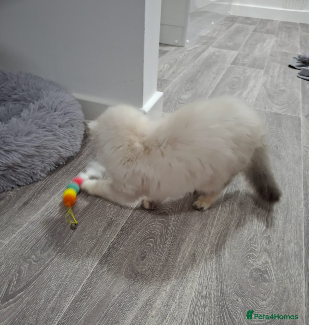 Ragcoon cats for sale: Beautiful Colourpoint Tortie Female Ragdoll Kitten - Image 8