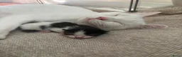 Domestic Shorthair cats for sale: 3 beautiful babies  - Advert 1