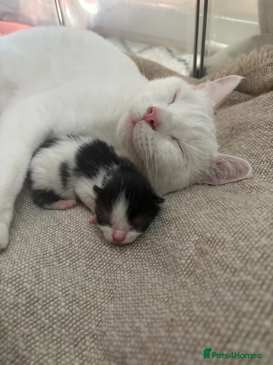 Domestic Shorthair cats for sale: 3 beautiful babies  - Advert 1