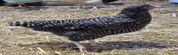 Chickens poultry for sale: POL HYBRID HENS inc coloured eggers - Advert 14