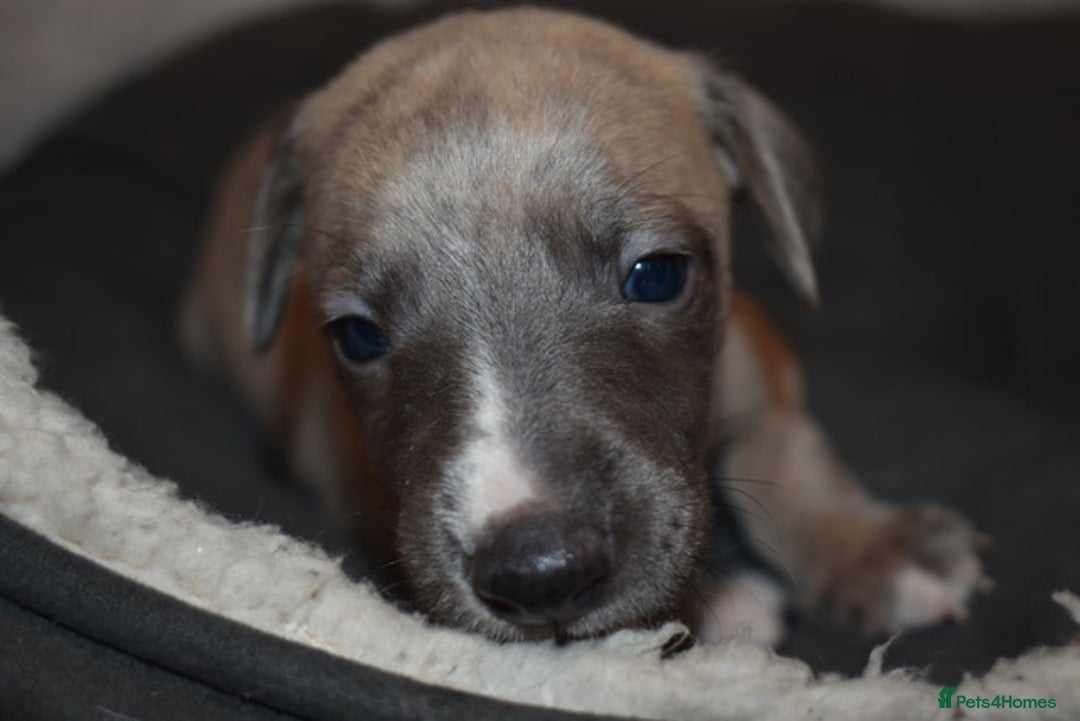 Whippet dogs for sale: Beautiful Pedigree Whippet Puppies - Advert 3