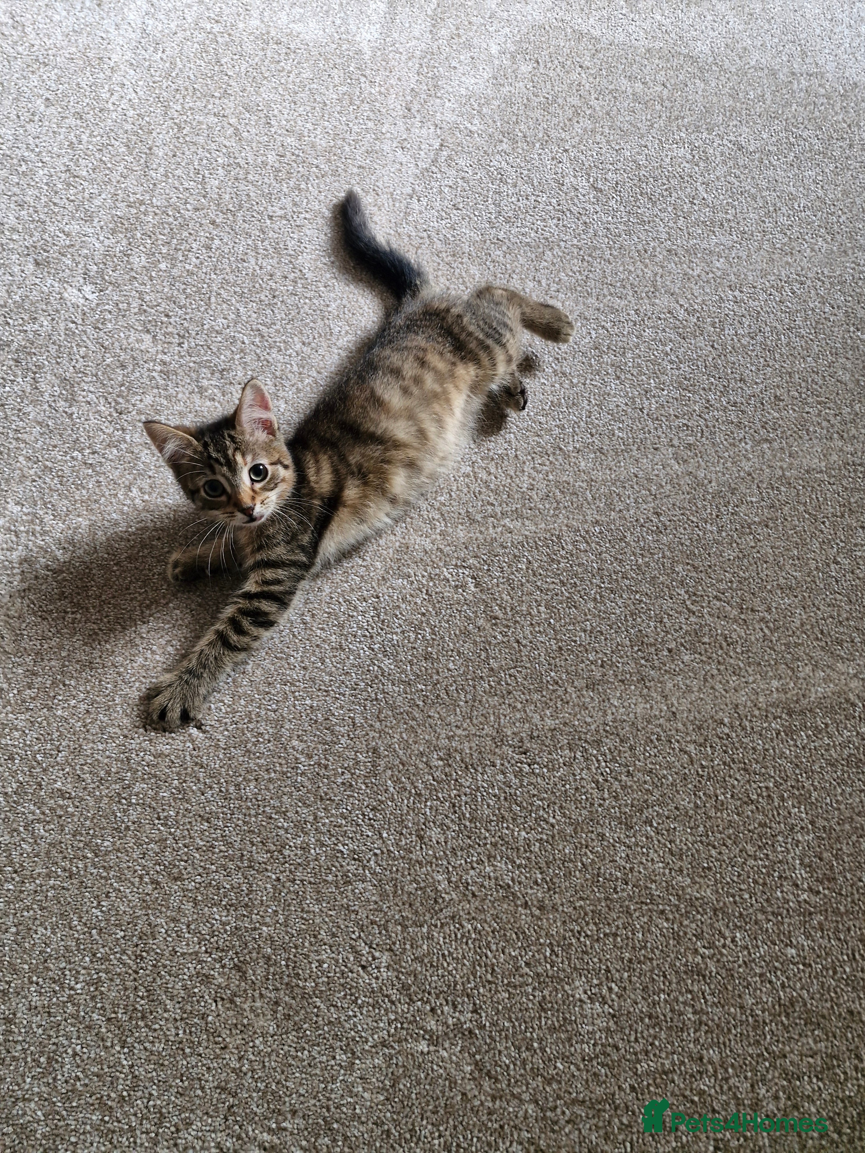 Mixed Breed cats Playful Kittens ONLY 2 LEFT - Advert 2