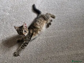 Mixed Breed cats Playful Kittens ONLY 2 LEFT - Advert 2