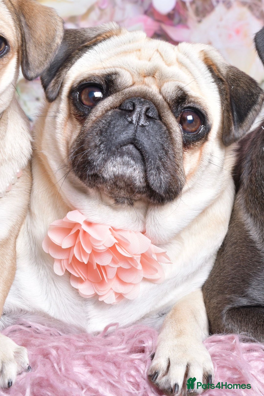 Pug dogs for sale: Kc Registered pedigree pug puppies  - Image 9