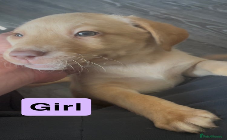 Labrador Retriever dogs - Advert 3