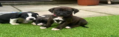 Mixed Breed 2