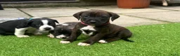 Mixed Breed dogs for sale: Blue American staffies - Advert 34