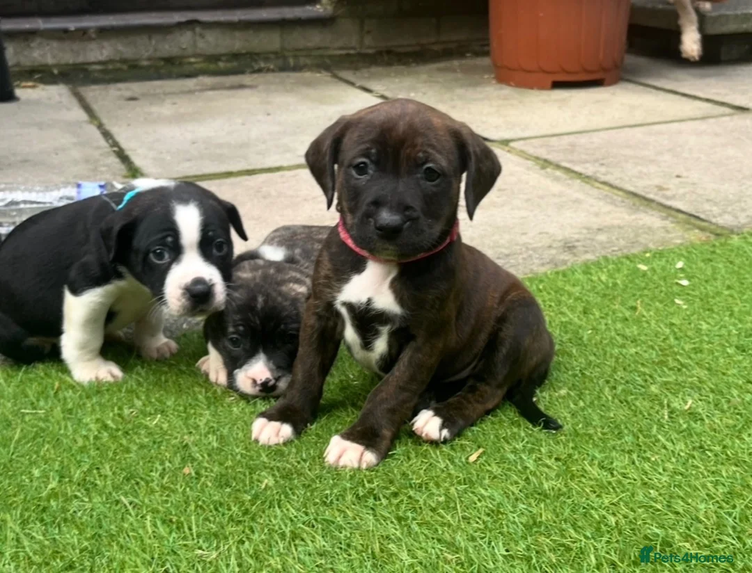 Mixed Breed dogs for sale: Blue American staffies - Advert 34