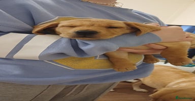 Labrador Retriever dogs - Advert 4