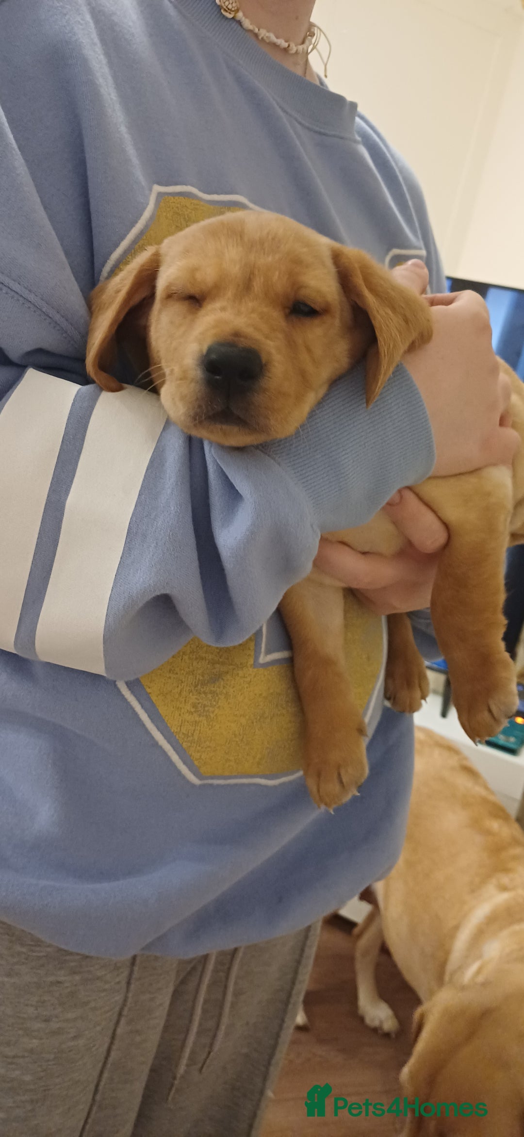 Labrador Retriever dogs for sale: 3 Puppies Available 🐶🐶🐶  - Image 2