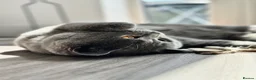 British Shorthair cats for sale: Beautiful British Shorthair Kittens 🐾 - Advert 12