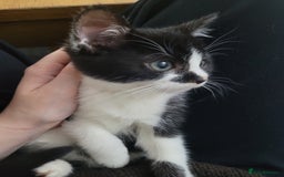 Mixed Breed cats for sale: Beautiful Female Kitten for Sale - Advert 3