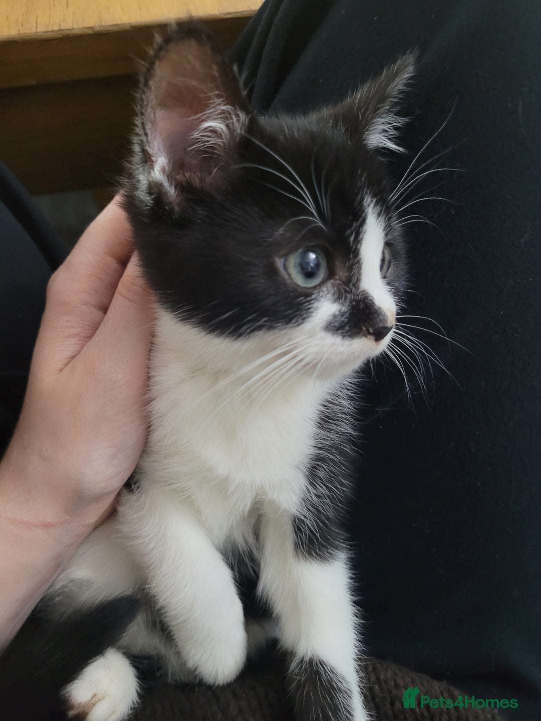 Mixed Breed cats for sale: Beautiful Female Kitten for Sale - Advert 3