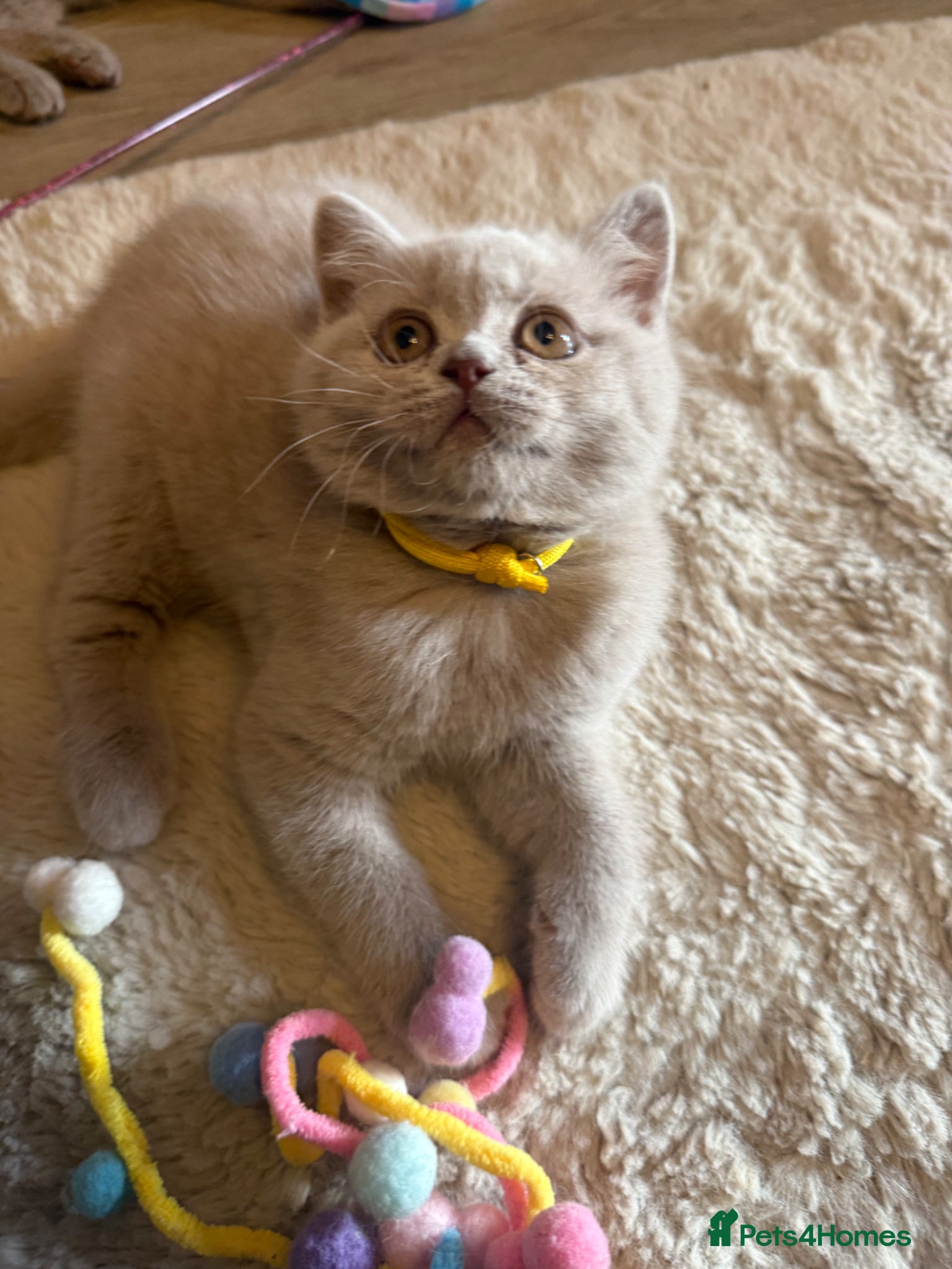 British Shorthair cats Supreme Champion Line British Shorthair Kittens - Advert 2