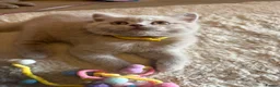 British Shorthair cats for sale: Supreme Champion Line British Shorthair Kittens - Advert 13