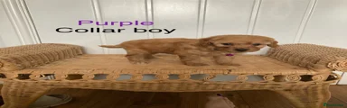 Cavapoochon 2