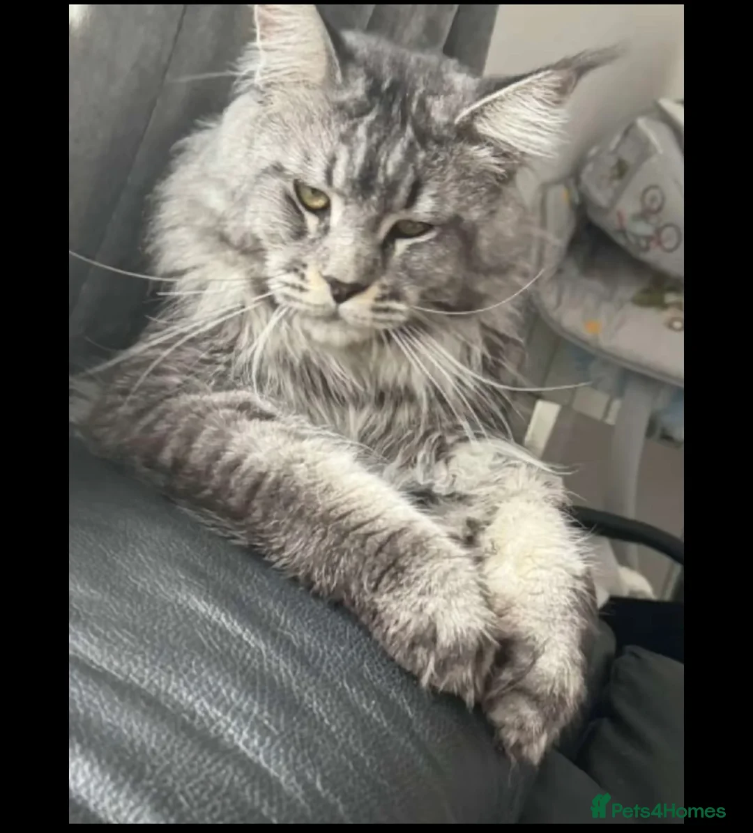 Maine Coon cats for sale: Giant mainecoon Babies 🥹 - Advert 2