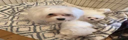 Maltese dogs for sale: Korean Maltese puppy’s available  - Advert 2