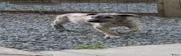 Irish Wolfhound dogs for sale: Irish Wolfhound puppies  - Advert 18