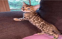 Bengal cats for sale: Gorgeous Bengal kittens 🐈‍⬛ - Image 4