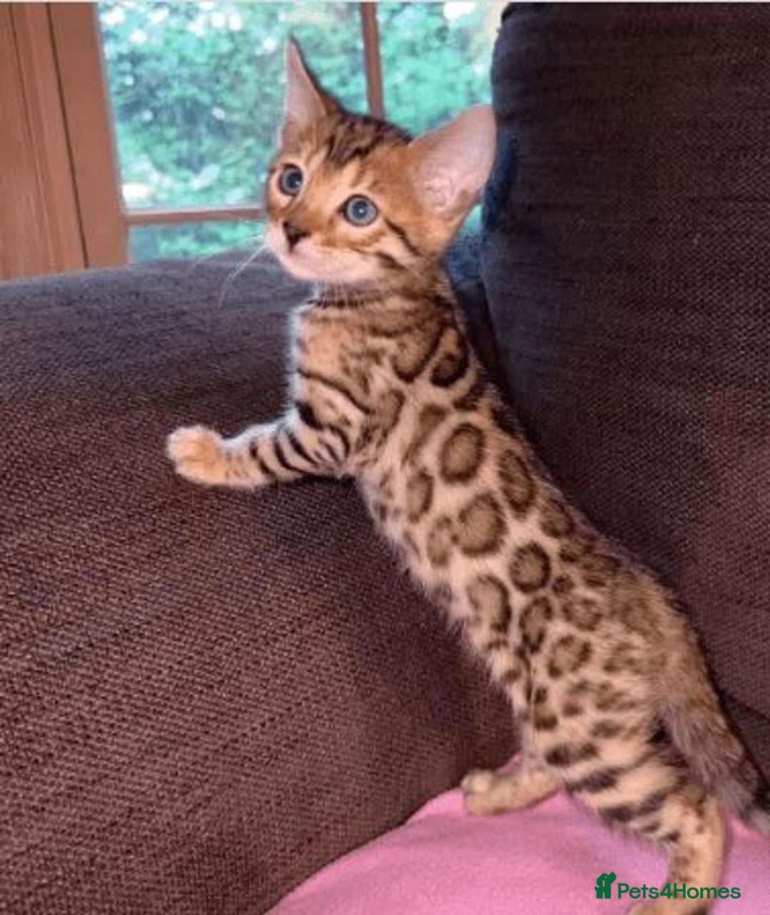 Bengal cats for sale: Gorgeous Bengal kittens 🐈‍⬛ - Image 4