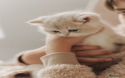 British Shorthair cats for sale: Cuddly Golden Blue British Shorthair girl  - Advert 19