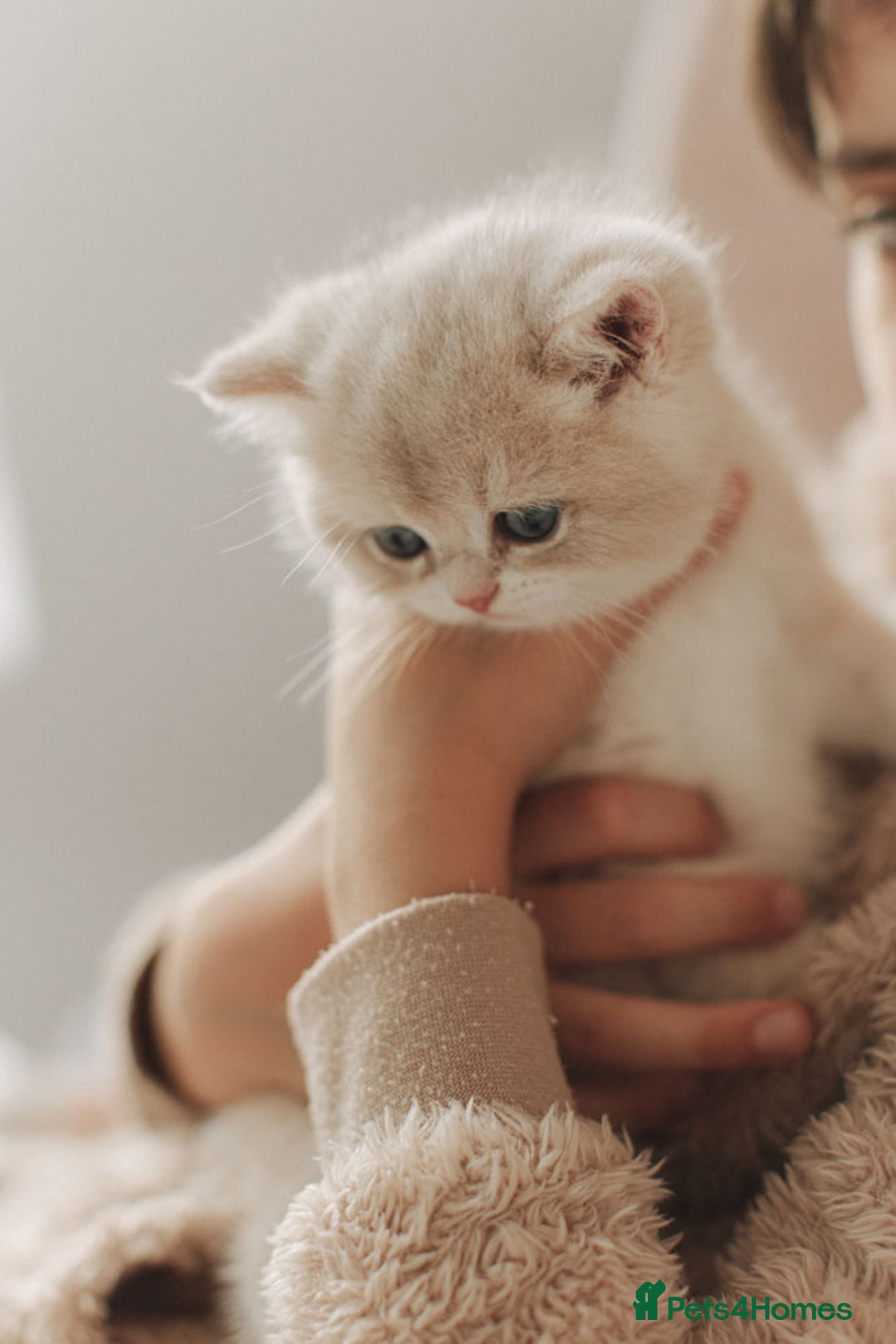 British Shorthair cats for sale: Cuddly Golden Blue British Shorthair girl  - Advert 19