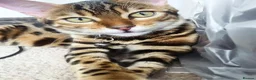 Bengal cats for sale: 2 Bengals available for adoption!  in London - Advert 11