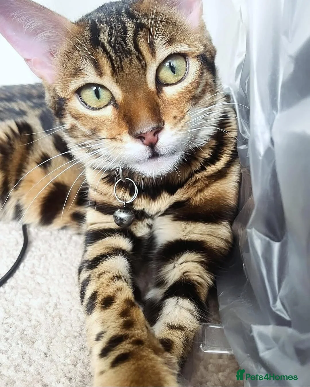 Bengal cats for sale: 2 Bengals available for adoption!  in London - Advert 11