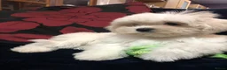 Mixed Breed dogs for sale: shihtzu / bichon x maltese  - Advert 20