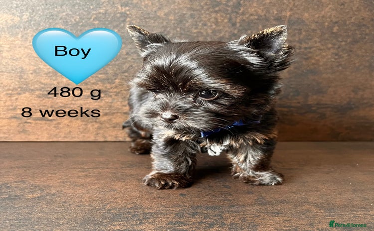 Yorkshire Terrier dogs - Advert 2