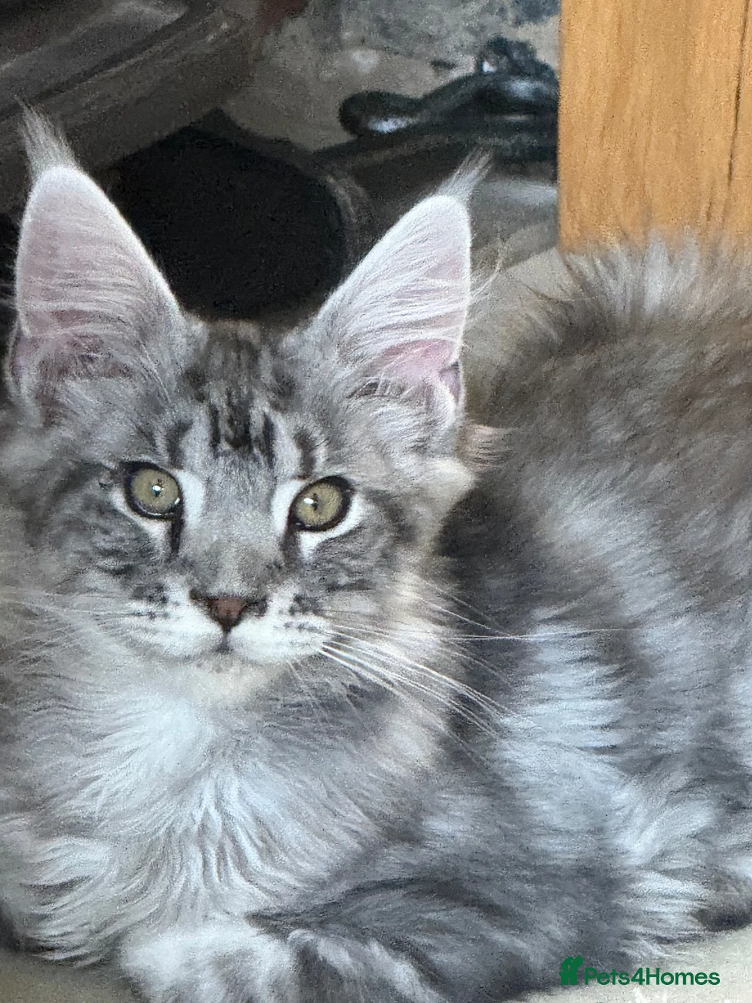 Maine Coon cats for sale: Stunning kittens - Advert 2
