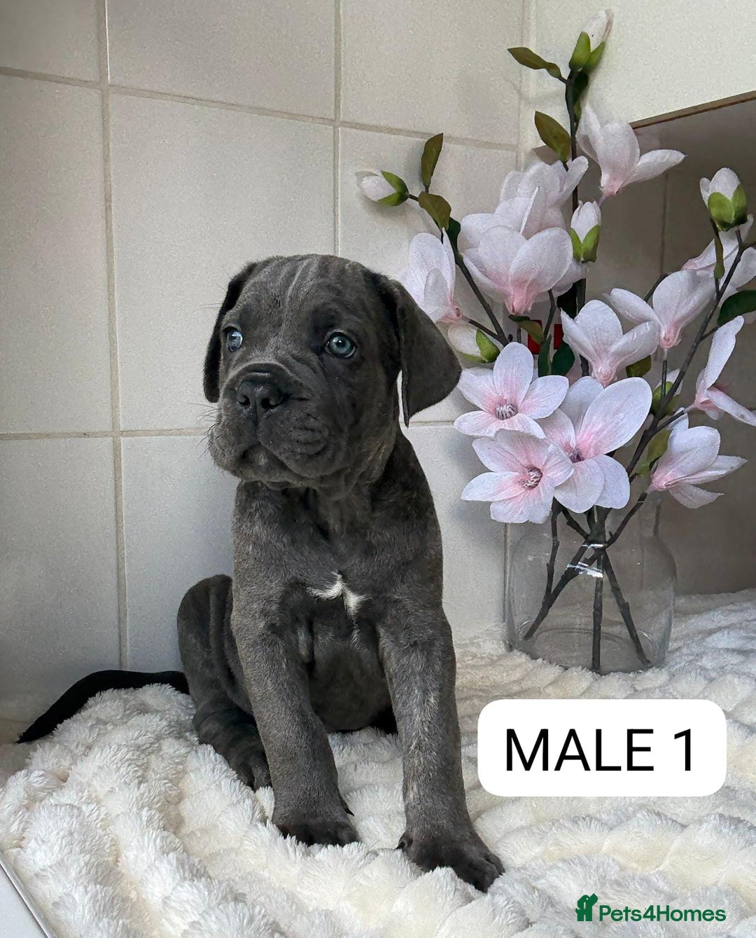Mixed Breed dogs for sale: Italian Mastiff puppies READY NOW !!! - Image 1