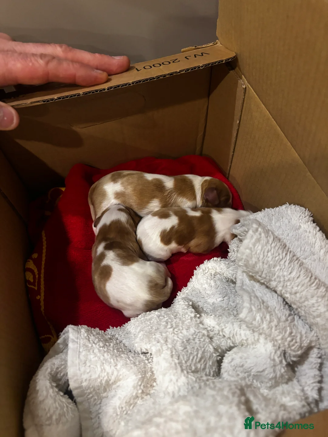 Cavalier King Charles Spaniel dogs for sale: 2 male cavalier King Charles for sale  - Advert 3