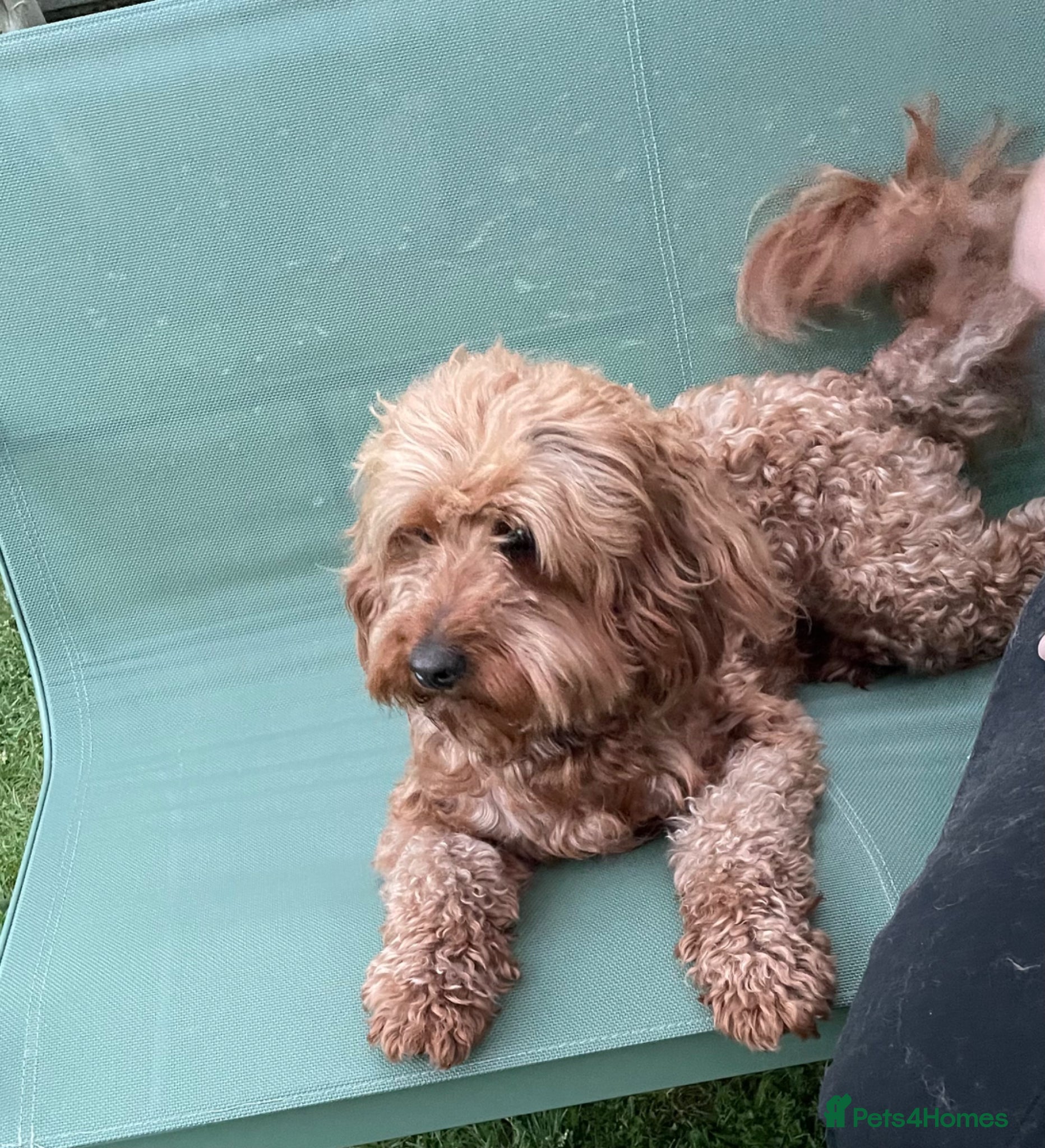 Cavapoo dogs for stud: Stud  - Advert 6