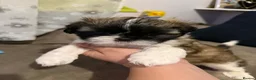 Shih Tzu dogs for sale: Beaty Little boy  - Advert 2