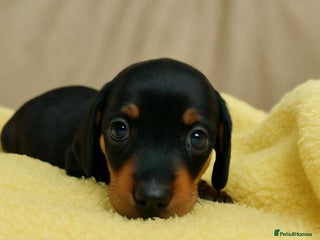 Dachshund dogs Long haired mini Daschund - Advert 6