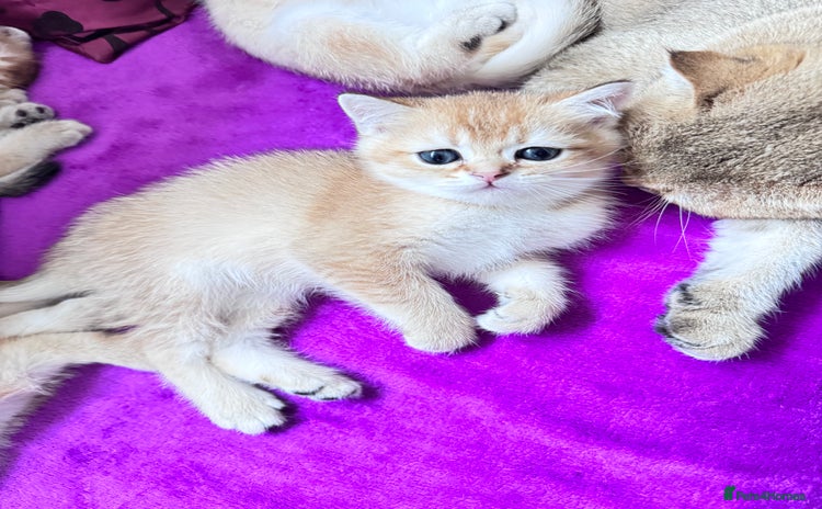 Scottish Fold cats - Advert 5