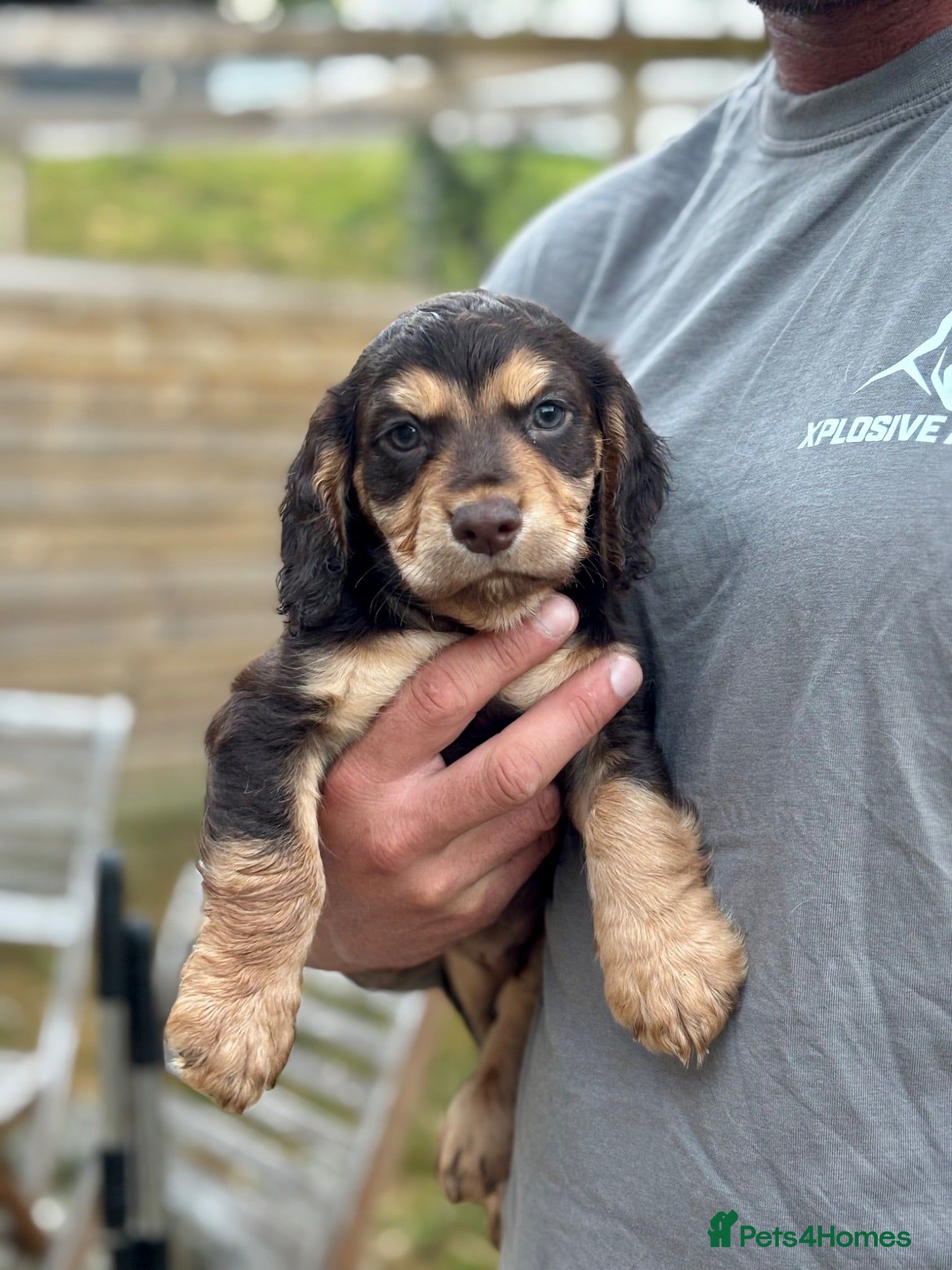 Cocker Spaniel dogs Beautiful Working Cocker Spaniel Puppies - Advert 2