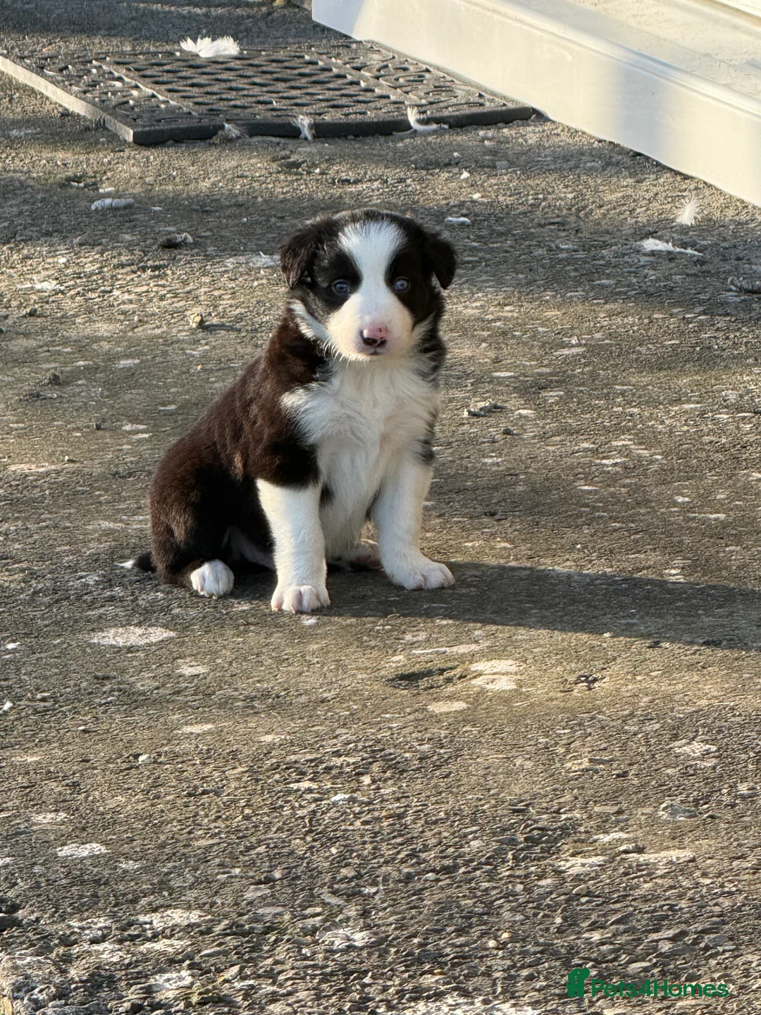 Border Collie dogs for sale: Border collie puppies seeking working/active homes - Advert 31