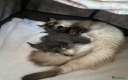 British Shorthair cats for sale: ** REDUCED** Male BSH X Ragdoll kitten  - Image 2
