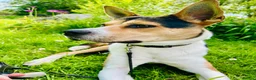 Mixed Breed dogs for sale: Meet Benji in Salford - Advert 2