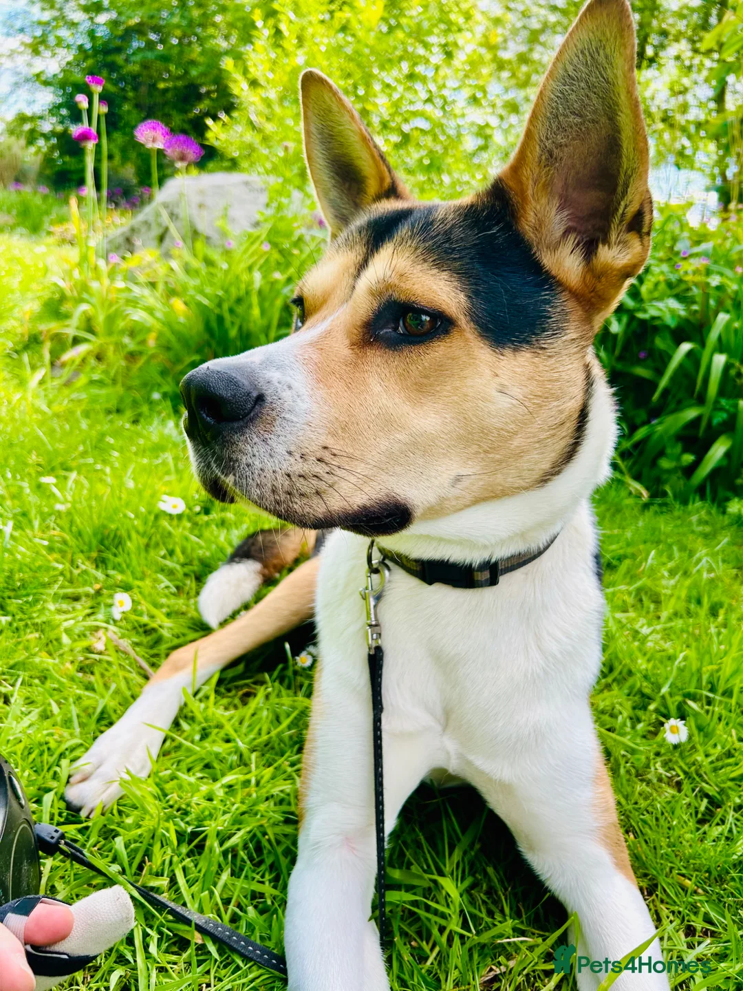 Mixed Breed dogs for sale: Meet Benji in Salford - Advert 2