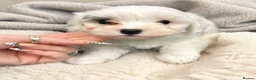 Maltipoo dogs for sale: Toy maltipoo puppies - Advert 2