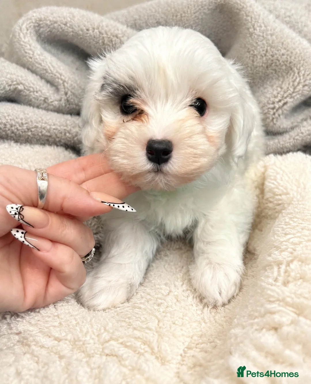 Maltipoo dogs for sale: Toy maltipoo puppies - Advert 2
