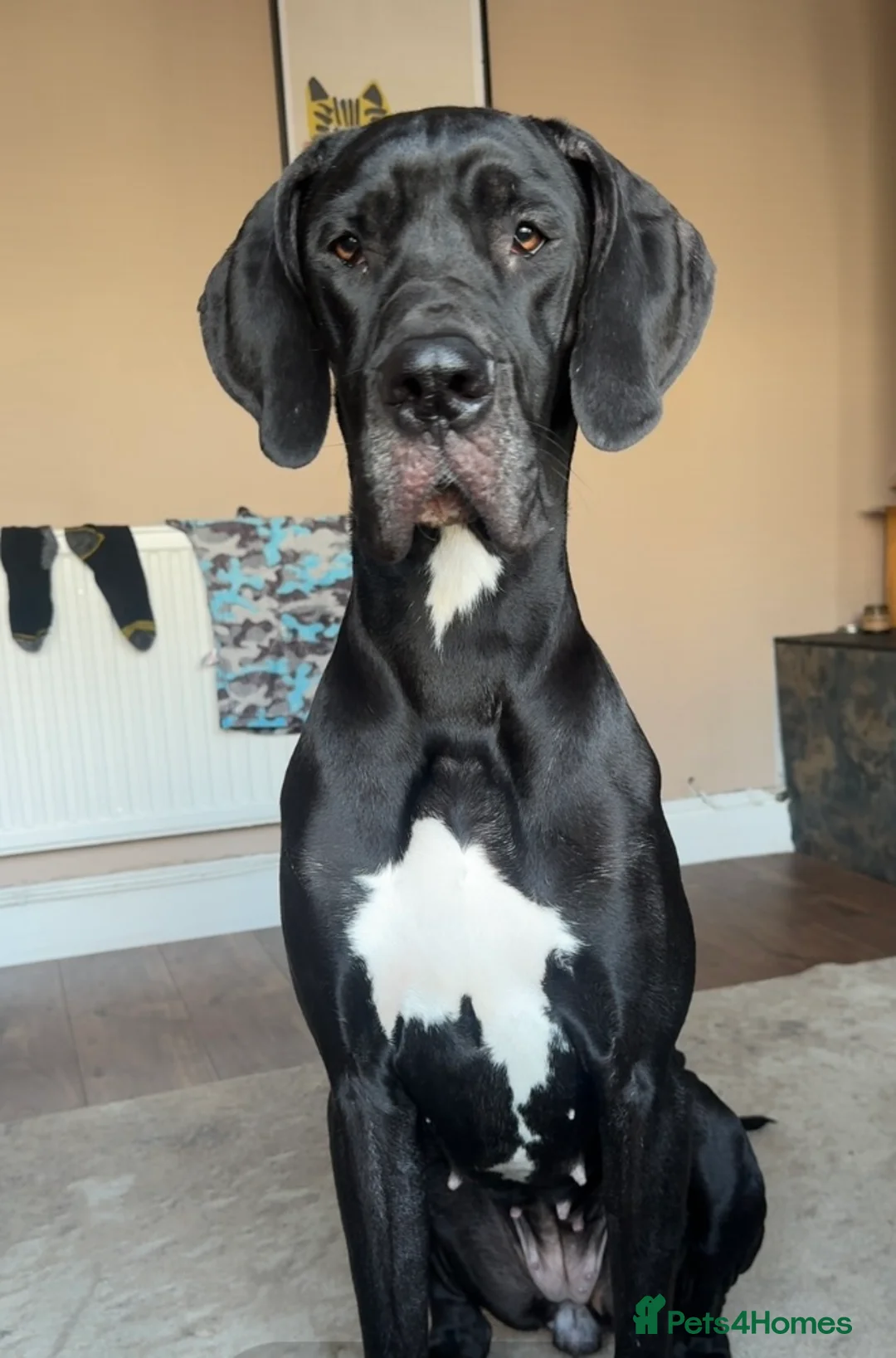 Great Dane dogs for sale: KC registered Great Dane pups due soon. - Advert 5